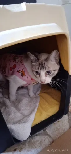 Gatinha castrada pra adoção