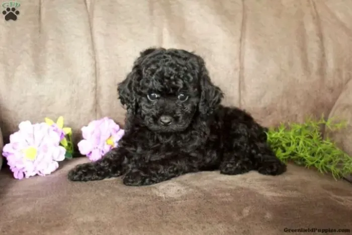 Poodle pronta entrega - venha conferir