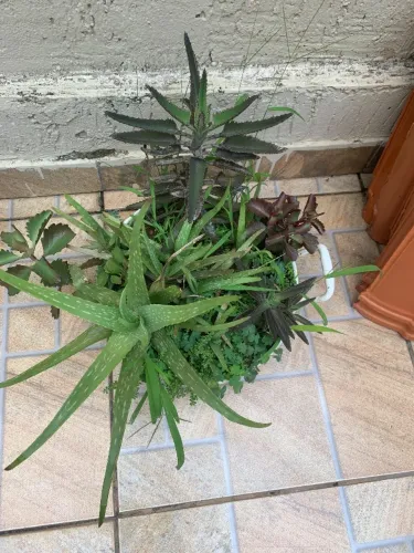 Plantas