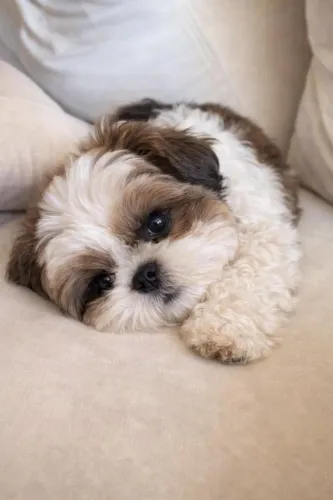 Shih tzu dono oficial do colo