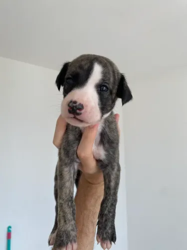 Filhotes de Whippet (Galgo) disponíveis!