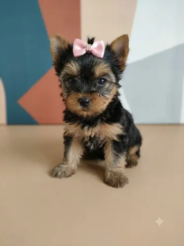 Yorkshire Terrier Fêmea Pequena Joia