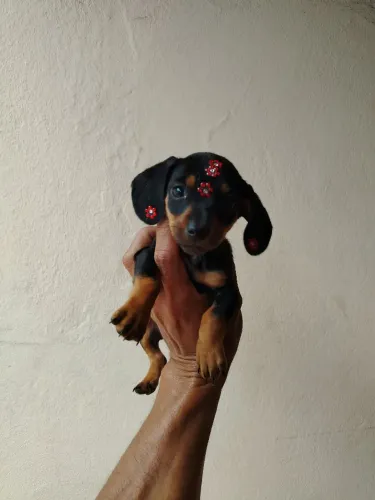 Teckel salsicha femea micro dashchund