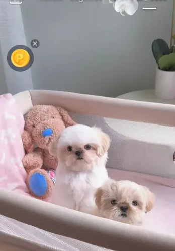Vende-se Shih Tzu