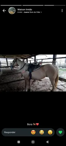 Cavalo de vaquejada a venda