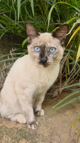 Doação de filhote gatinho muito lindo