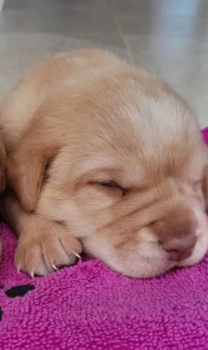 Labrador 