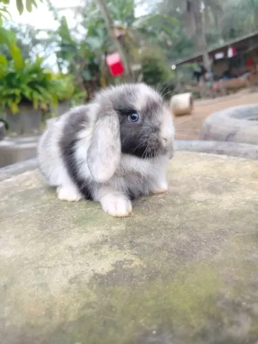 Coelho Mini Lop olhos azuis Macho