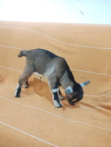 Filhotes de míni cabras todos machos