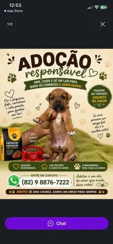 Doa-se cachorra fêmea de 3 meses