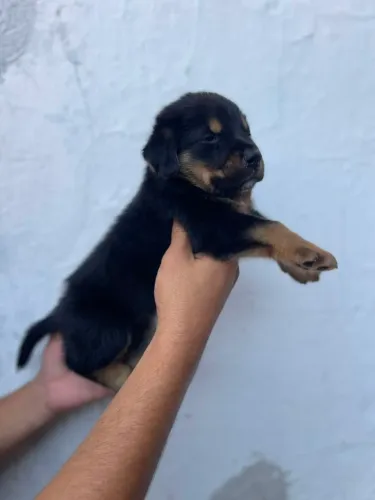 Rottweiler macho 