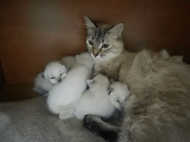 Doação de gatos