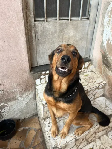 Doa-se cachorro Pastor Alemão