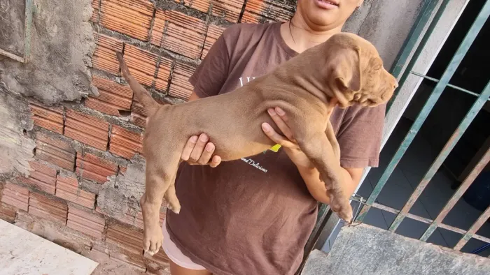 Vende-se filhotes  de pit monster.