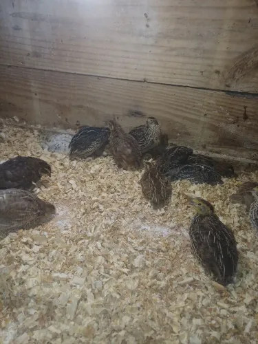 Codornas