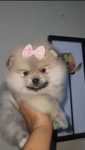 Lulu da Pomerania, 45 dias vermifugado