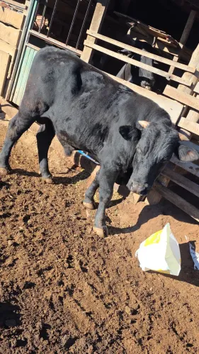 Touro angus