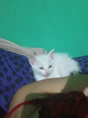 Gato