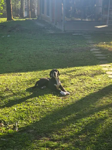 Vendo dog alemao femea 5 meses 