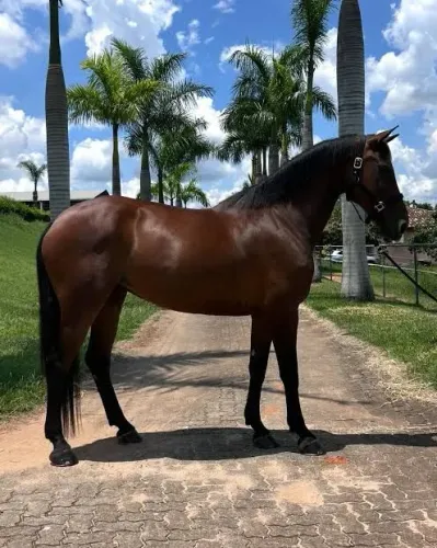 Estou doando esse cavalo