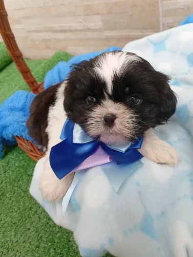 Macho
