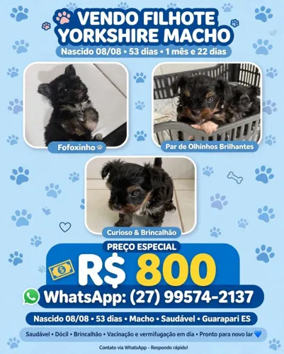 Cachorro