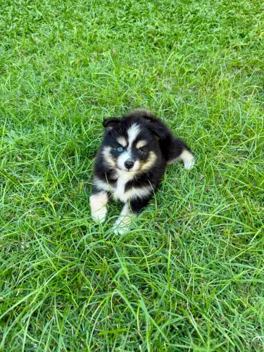 Pomsky F1 ?mini husky? macho - porte pequeno