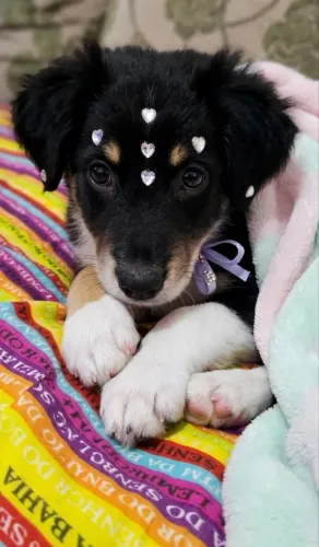CADELINHA BORDER COLLIE FEMEA 2 MESES FILHOTINHA 