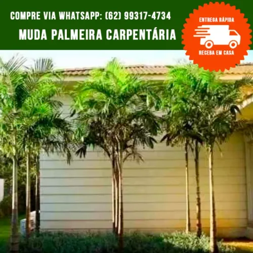 Mudas de Palmeira Carpentária