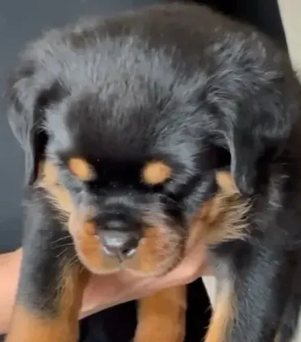 Filhotes saudáveis de Rottweiler - contato por WhatsApp está na descrição