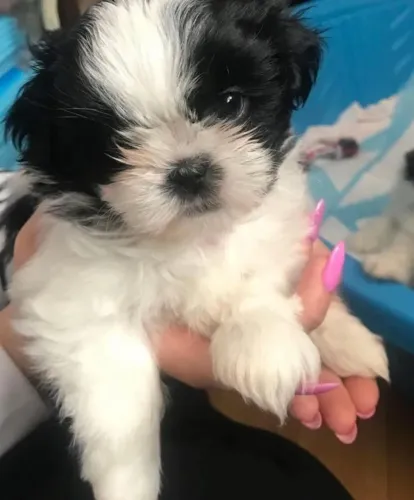 Filhotes de Shih tzu | Charme e fofura em cada patinha!