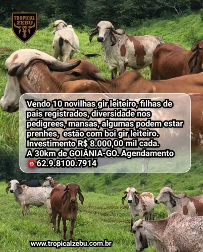 10 Novilhas Gir Leiteiro - Pais Registrado. Teresópolis GO