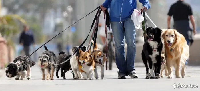 Passeio com cães
