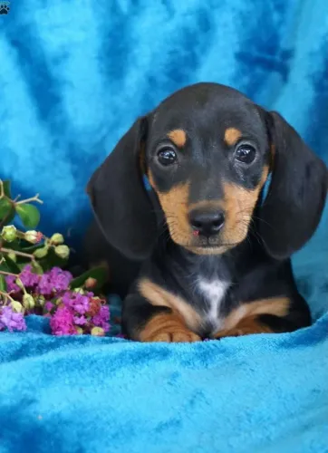 Teckel Fêmea Vacinada 