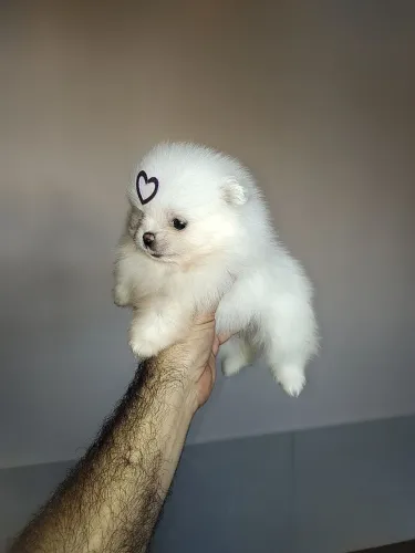 Filhotes de Spitz Alemão (lulu da Pomerânia) Macho.