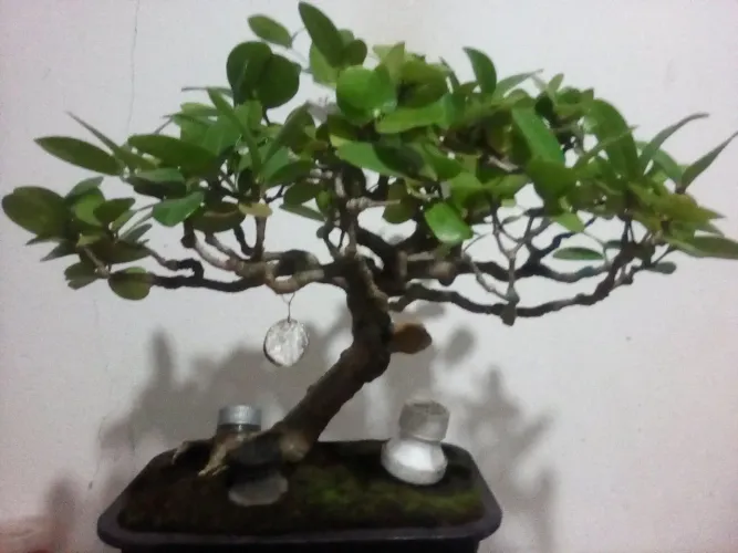 Bonsai e jardinagem 250,00 a 60,00R$