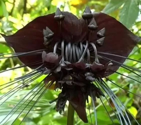 Planta Orquídea Negra - Rara e Exótica