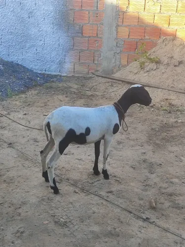 Borrega