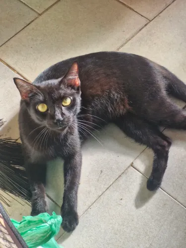 Adoção de gato