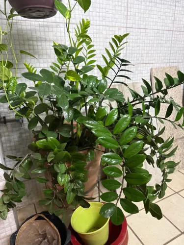 planta zamioculca