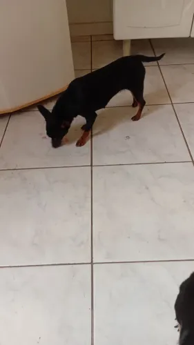 pincher