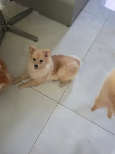 Fêmea de Lulu da Pomerânea