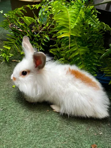 Coelho Mini Lion Head 