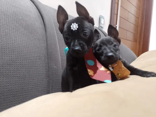 Pinscher miniatura pretos 