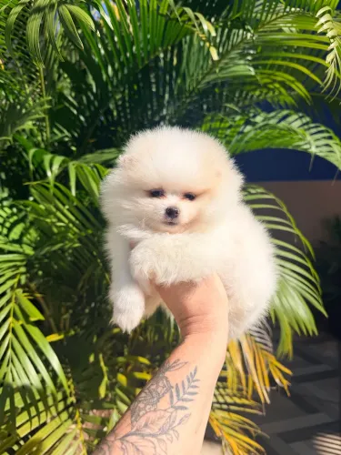 Lulu da pomerania 