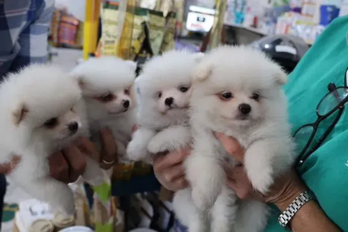 Filhote spitz alemão, Nada se compara ao amor sincero de um cachorrinho!