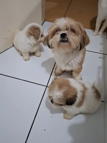Cachorrinho lihsa