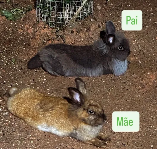 CASAL DE COELHO MINI LIONHEAD 