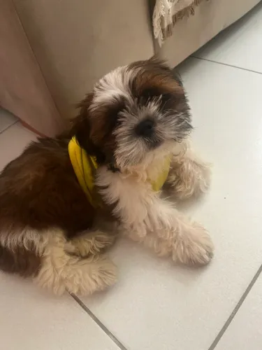 Filhote shih tzu