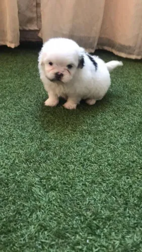 Shih Tzu maravilhosa